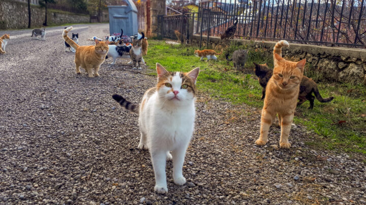 Aprobada la polémica ordenanza animal: «Gestionarán las colonias de gatos registradas pero prohibirá alimentar al resto»