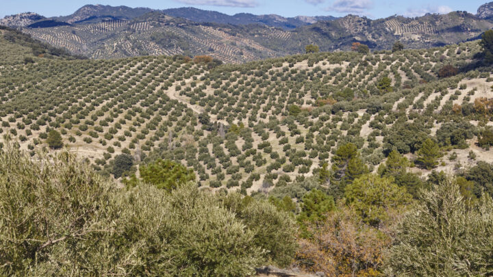 La buena cosecha en Jaén augura más bajadas de precios en el aceite de oliva