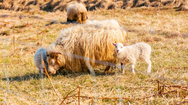 La lana: el «tesoro» de nuestros caseríos que urge recuperar